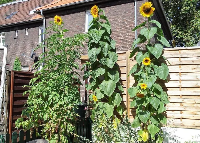 Appartement Big House In - Maximal 6 Persons With Garden Duisburg